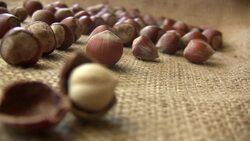 Hazelnut Stock Footage