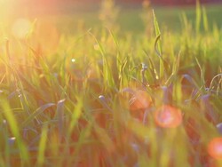 Sunset grass Stock Footage