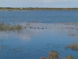 Ducks Feeding in a Wide Marsh Stock Footage