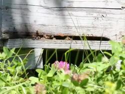 Bees HD Stock Footage