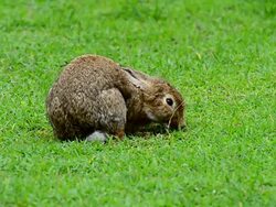 Rabbit on grass field Stock Footage