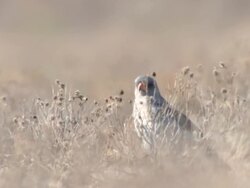 MS TD Shot of Bird of prey in scrub   / Central Kalahari Game Reserve, Botswana Stock Footage
