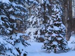 Christmas tree in forest Stock Footage