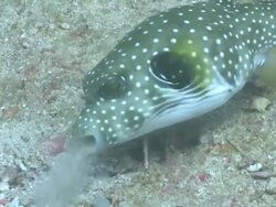White-spotted Puffer sifting through sand with mouth, profile, side view, CU, Monad Shoa, Malapascua, Philippines Stock Footage