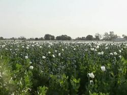 MS Poppy plantation / Rajasthan, India Stock Footage