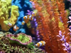 clownfish Stock Footage