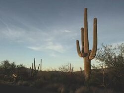 Saguaro National Park Stock Footage