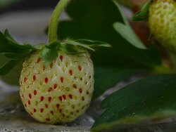 strawberry Stock Footage