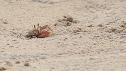 Crab working; Crab dig burrow on tropics beach Stock Footage