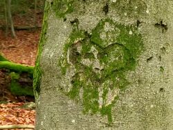 CU Shot of heart drow on tree at autumnal woodland / Orscholz, Saarland, Germany Stock Footage