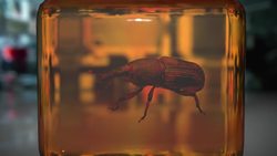 Can We Get DNA From Fossils? Instructional Video