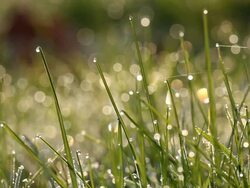 MS Dewdrops on grass  /  Kastel-Staadt, Rhineland-Palatinate, Germany  Stock Footage