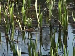 HD: Marsh plants Stock Footage