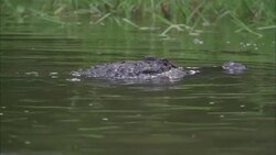 A crocodile lurks in a swamp. Stock Footage