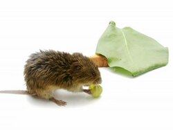 PAL: Cute Mouse Stock Footage