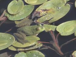 Green frog in the swamp 3 Stock Footage