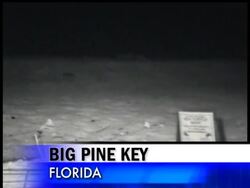 Baby turtles leave their sandy nest on a Florida beach, heading to the ocean. Instructional Video