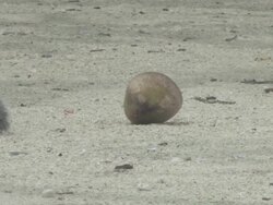 Squirrel and coconut 5 Stock Footage