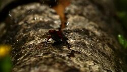 Rain falls on a poison dart frog that hops along a log. Stock Footage