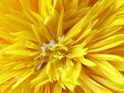 Water droplets fall on Sunflower Stock Footage
