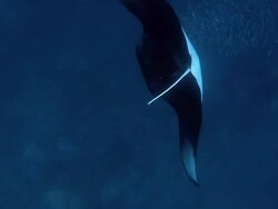 Foraging Manta Ray feeding plankton on Maldives Stock Footage