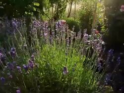 Flower in back light. Stock Footage