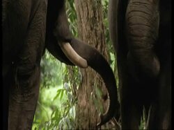 Indian Elephants, Elephas maximus, trunk foraging in undergrowth, Western Ghats, India Stock Footage