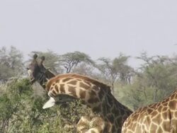  MS Giraffes eating tree leaves / Tanzania Stock Footage