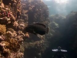 Big Fish and Divers Stock Footage