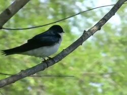 Grooming Tree Swallow Stock Footage