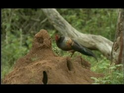 Termite mound in woodland clearing; Jungle Fowl (Gallus sp.) foraging for emerging termites, Nagarahole, India Stock Footage
