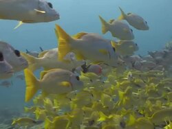 Shoals of Snapper Stock Footage