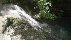 HD: Discovering The Forest Stock Footage