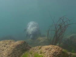 Grey Seal Stock Footage