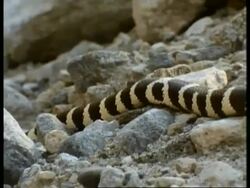 MS Californian Kingsnake, Lampropeltis getula californiae, yellow and black stripes, moving down over rocky ridge, goes for a drink, edited sequence, USA; SEQUENCE OF CLIPS, SPECIAL TERMS APPLY Stock Footage