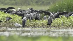 Asian Openbill stork (Anastomus oscitans) group finding the food Stock Footage