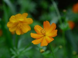flowers Stock Footage