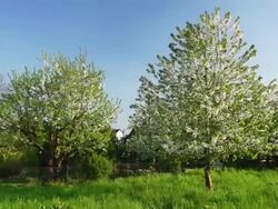 CRANE DOWN: Spring Stock Footage