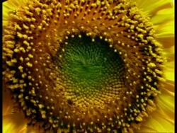 T/L - BCU Sunflower stamens opening Stock Footage