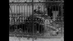 CAN962 LIBRARY FILM OF CHANCELLOR ADENAUER Instructional Video