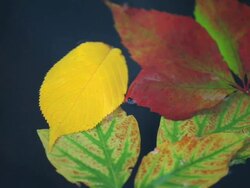 HD Autumn Leaves on Blue Water Stock Footage