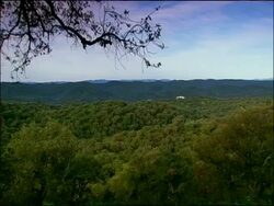Pan across forest, Andalucia, Spain Stock Footage