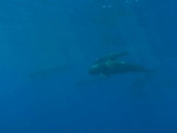 Pilot whales swimming Costa Rica, Pacific Ocean  Stock Footage