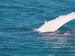 Humpback whale (Megaptera novaeangliae) pectoral fin, Iceland, N Atlantic Stock Footage