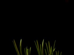 T/L crocus leaves grow, purple flowers blooms then wilt, black background Stock Footage