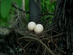 MCU Two eggs in nest, Botswana Stock Footage