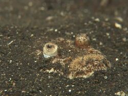 Stargazer, buried in sea bed bottom, Indonesia  Stock Footage