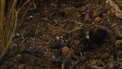 A tarantula moves on the desert floor. Stock Footage
