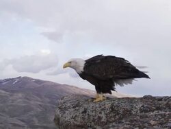 MS TS  Bald Eagle landing on rock edge and taking off / Boise, Idaho, United States Stock Footage