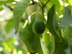 Avocado Beauty Shot Stock Footage